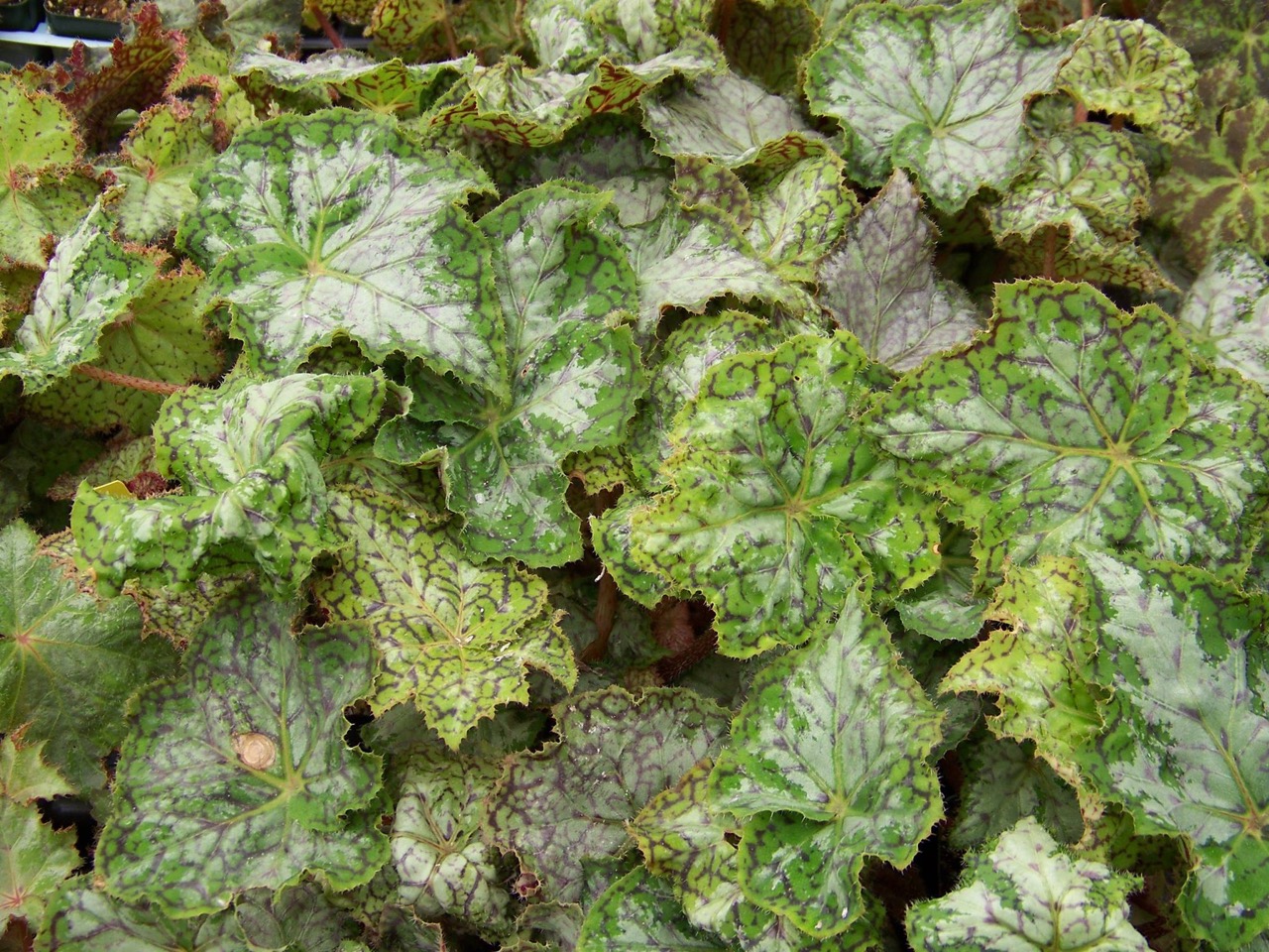 B. ‘Peter Notaras’